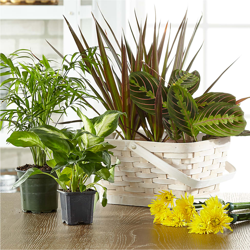 Florist Designed Blooming and Green Plants in a Basket – Rhonda Wolke Designs, Ottawa OH