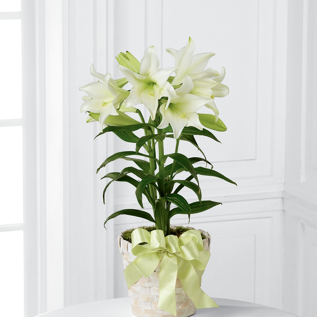 Easter Lily Plant – Rhonda Wolke Designs, Ottawa OH