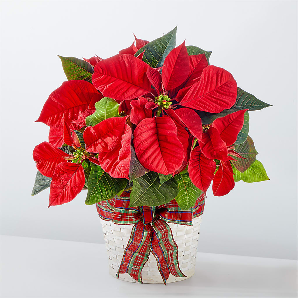 Happiest Holidays Poinsettia – Rhonda Wolke Designs, Ottawa OH
