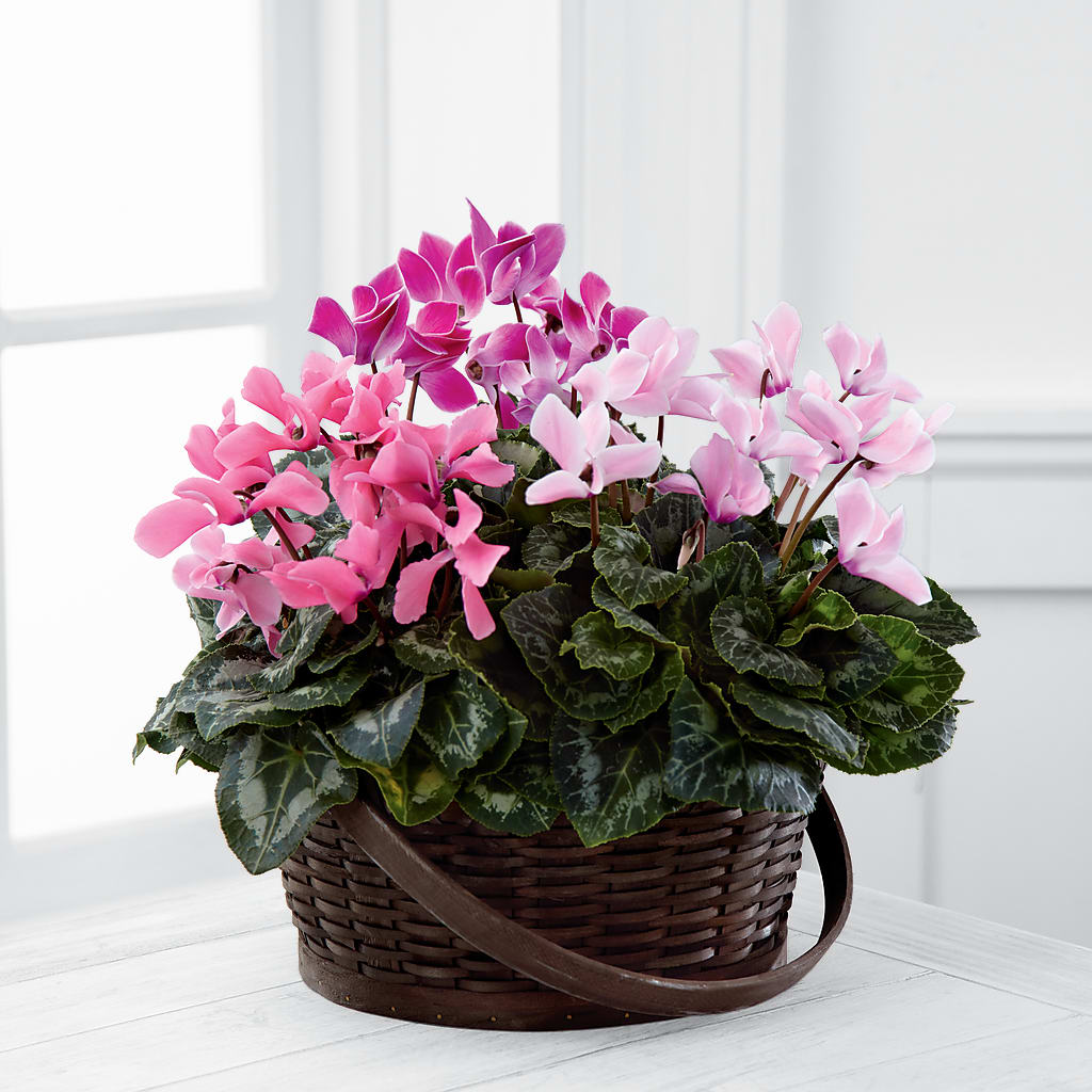 Mixed Cyclamen Planter – Rhonda Wolke Designs, Ottawa OH
