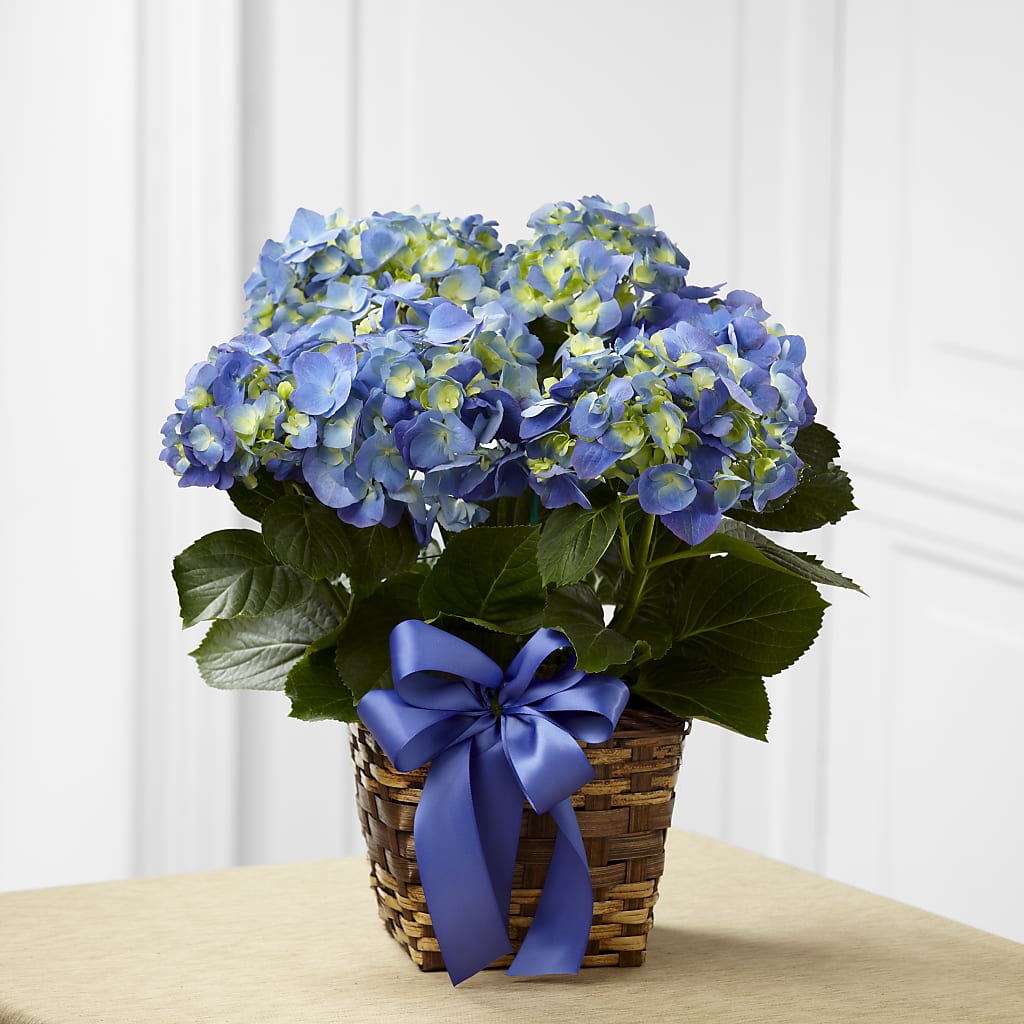 Blue Hydrangea Planter – Rhonda Wolke Designs, Ottawa OH