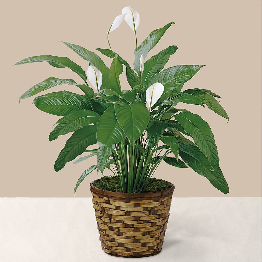 Tranquil Moments Peace Lily Plant – Rhonda Wolke Designs, Ottawa OH