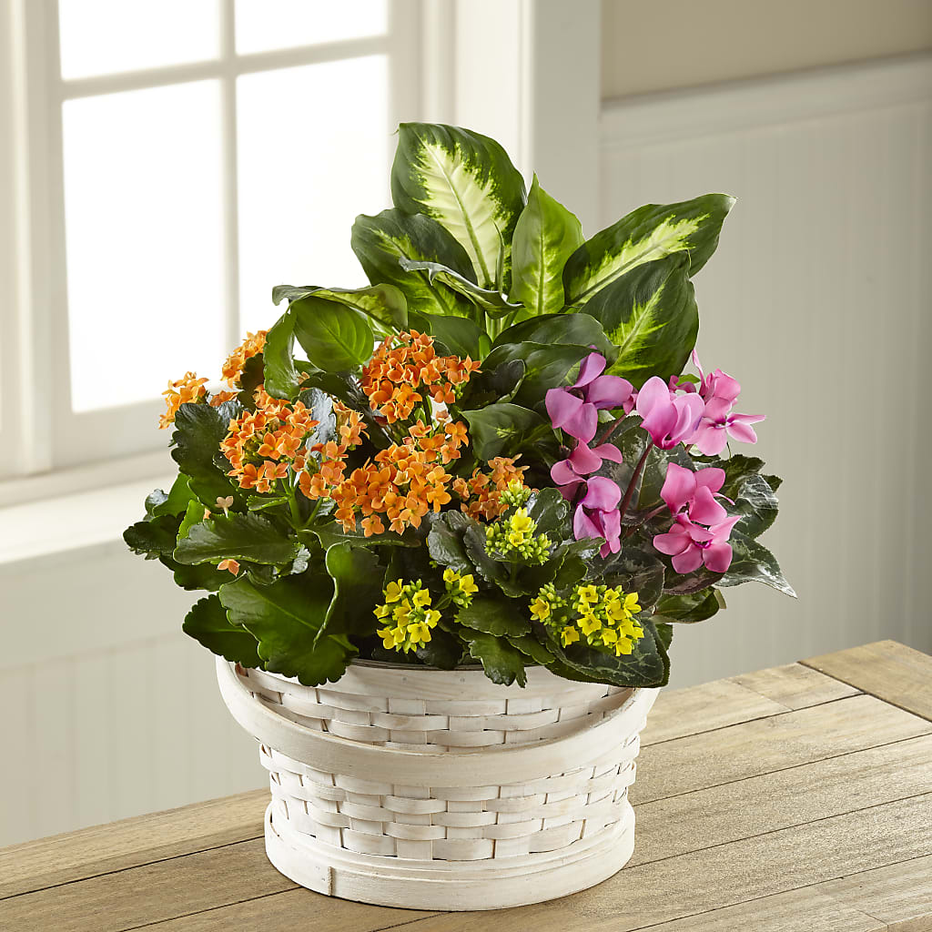 Color Crush Dishgarden – Rhonda Wolke Designs, Ottawa OH