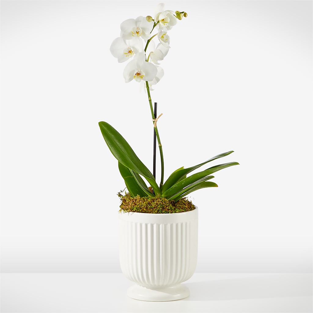 Whispering White Orchid – Rhonda Wolke Designs, Ottawa OH