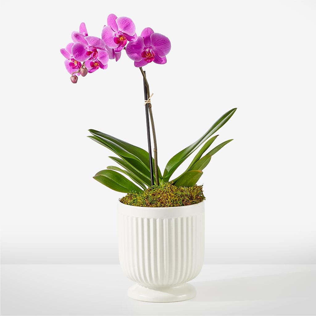 Friendly Fuchsia Orchid – Rhonda Wolke Designs, Ottawa OH