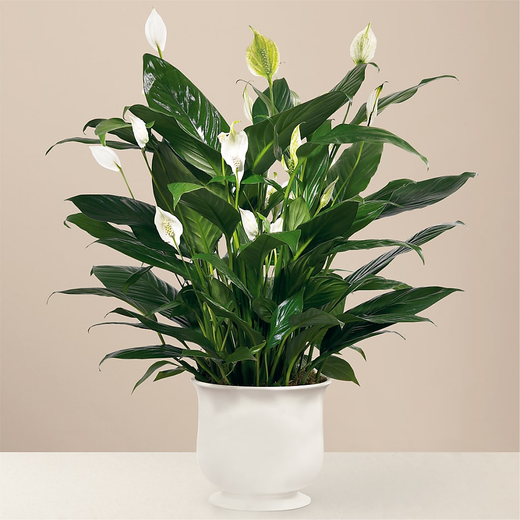 Comfort Planter – Rhonda Wolke Designs, Ottawa OH