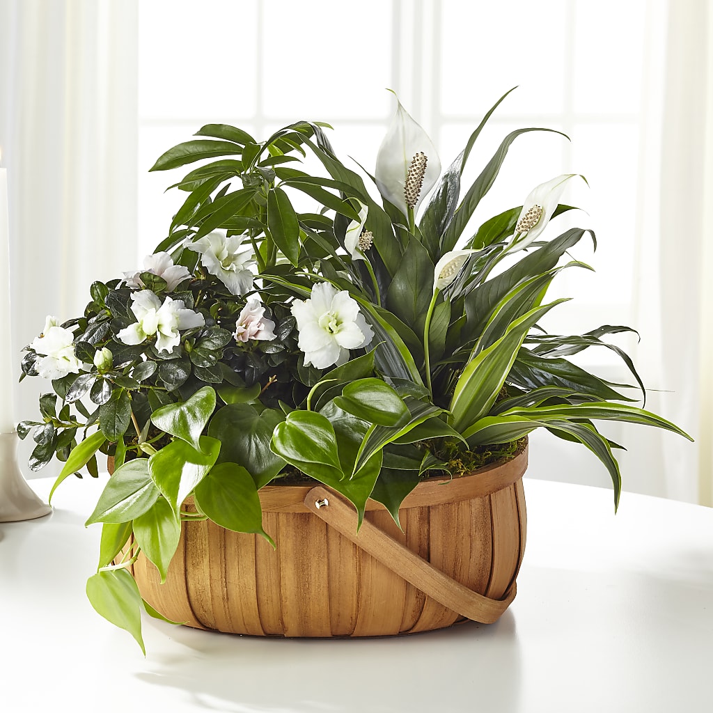 Serene Dishgarden – Rhonda Wolke Designs, Ottawa OH