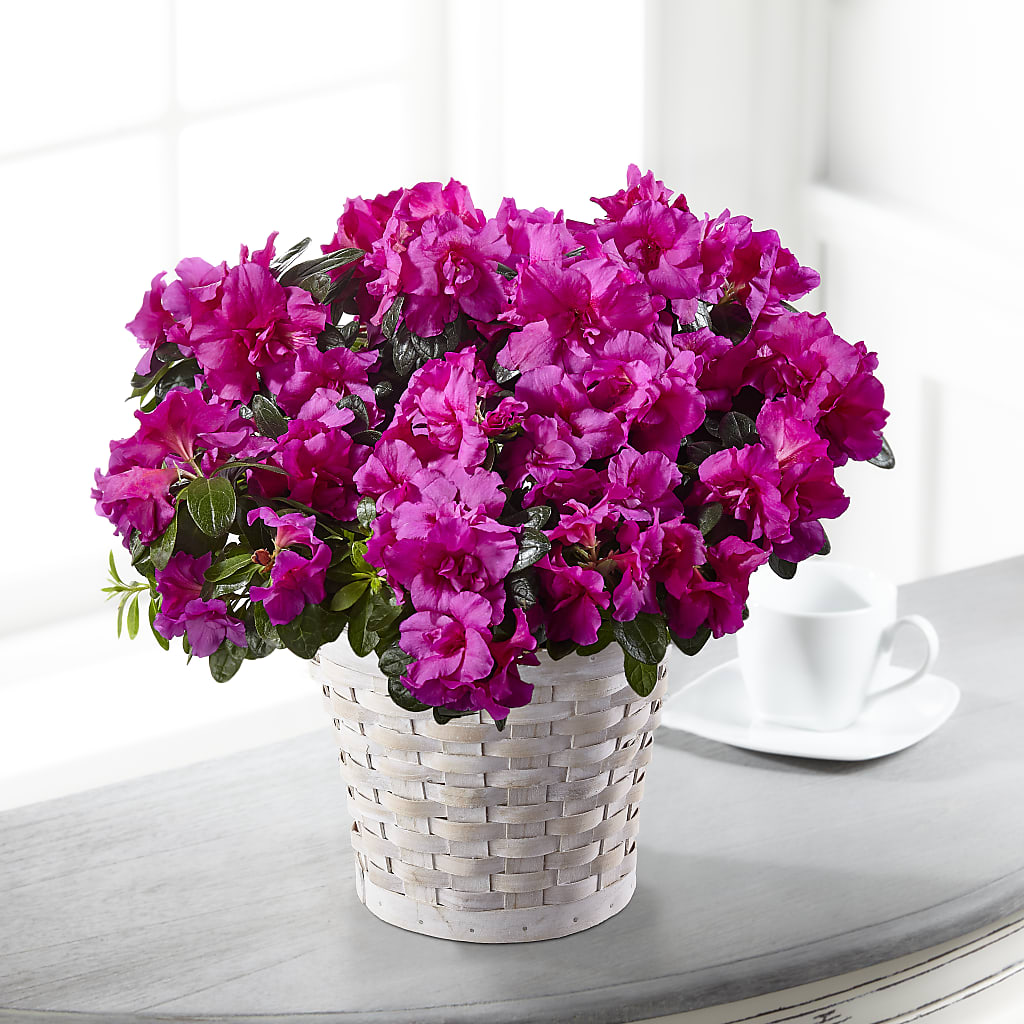 Hope & Serenity Azalea Plant – Rhonda Wolke Designs, Ottawa OH