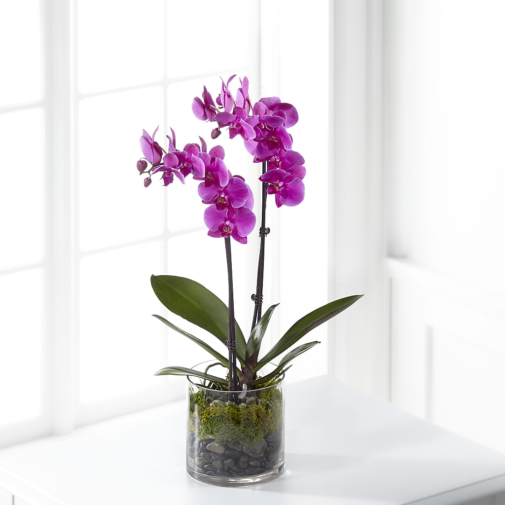 Pink Orchid Plant – Rhonda Wolke Designs, Ottawa OH