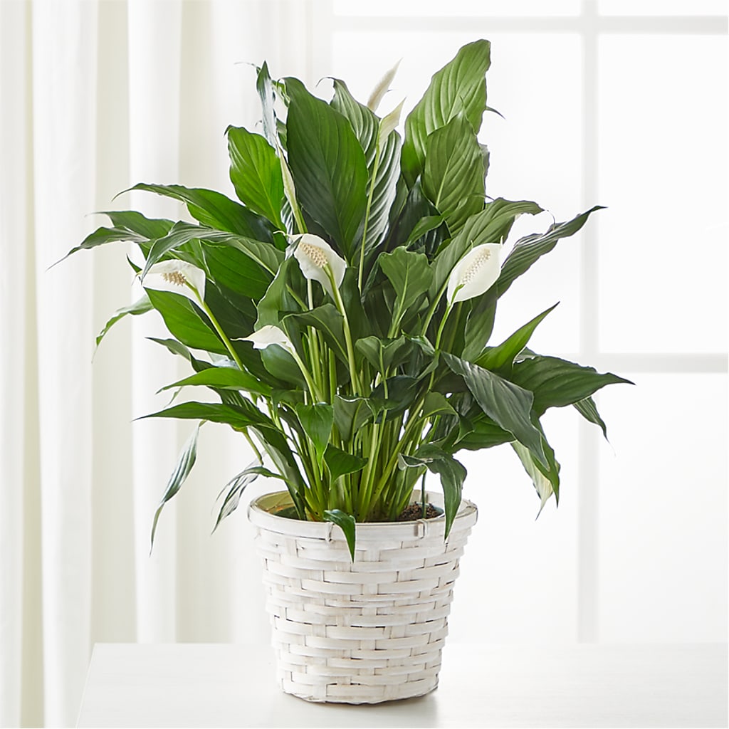 A New Leaf Peace Lily – Rhonda Wolke Designs, Ottawa OH