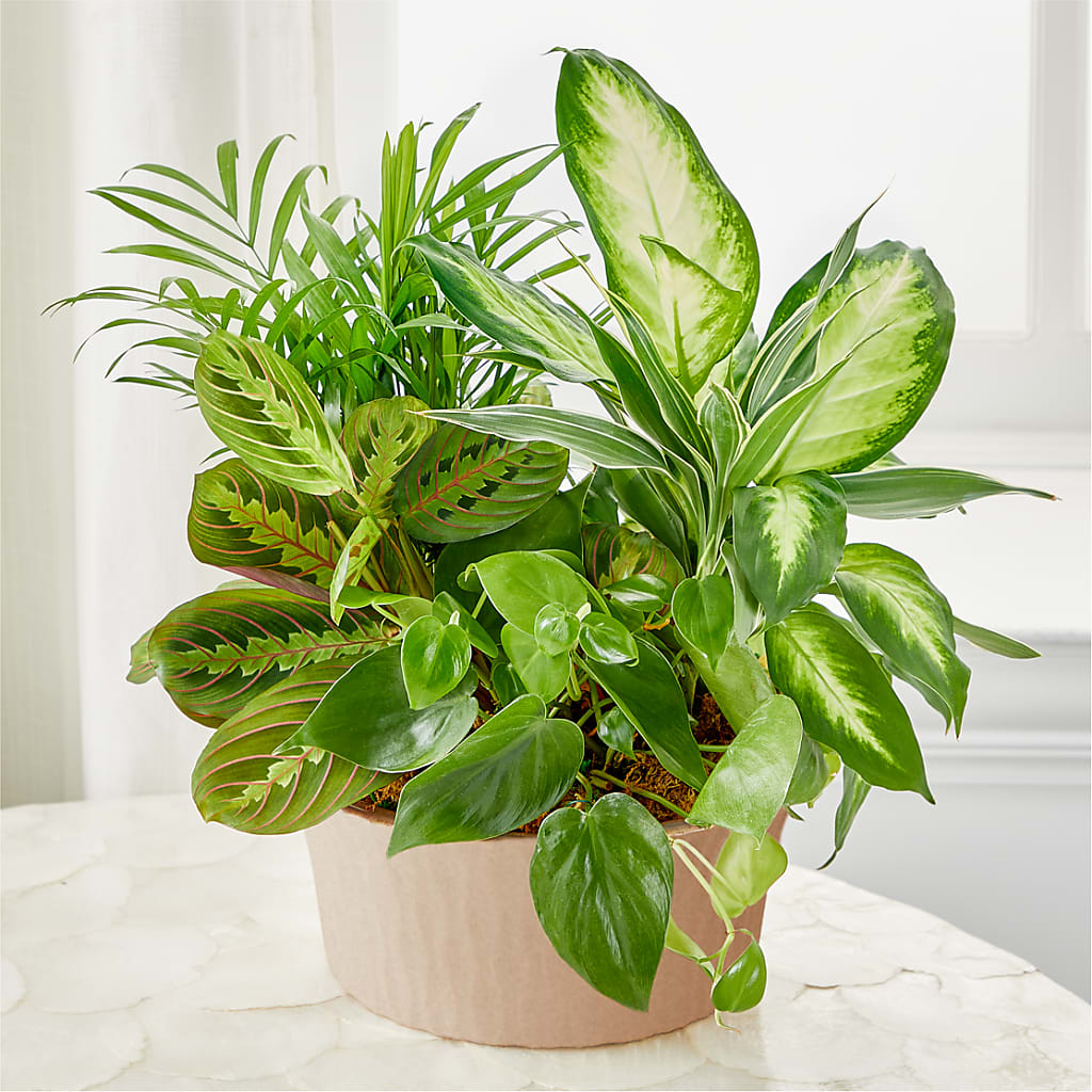 Balance & Harmony Dishgarden – Rhonda Wolke Designs, Ottawa OH