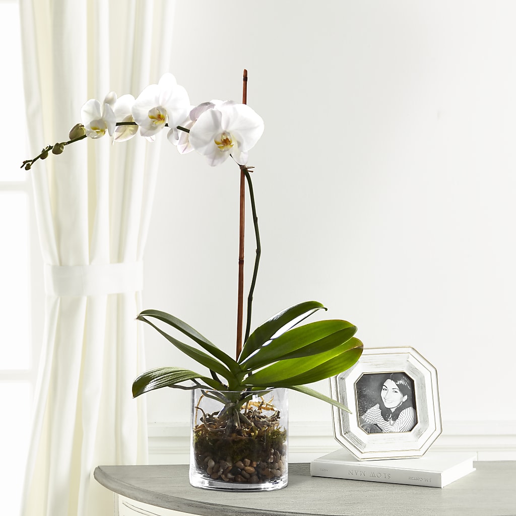White Orchid Planter – Rhonda Wolke Designs, Ottawa OH