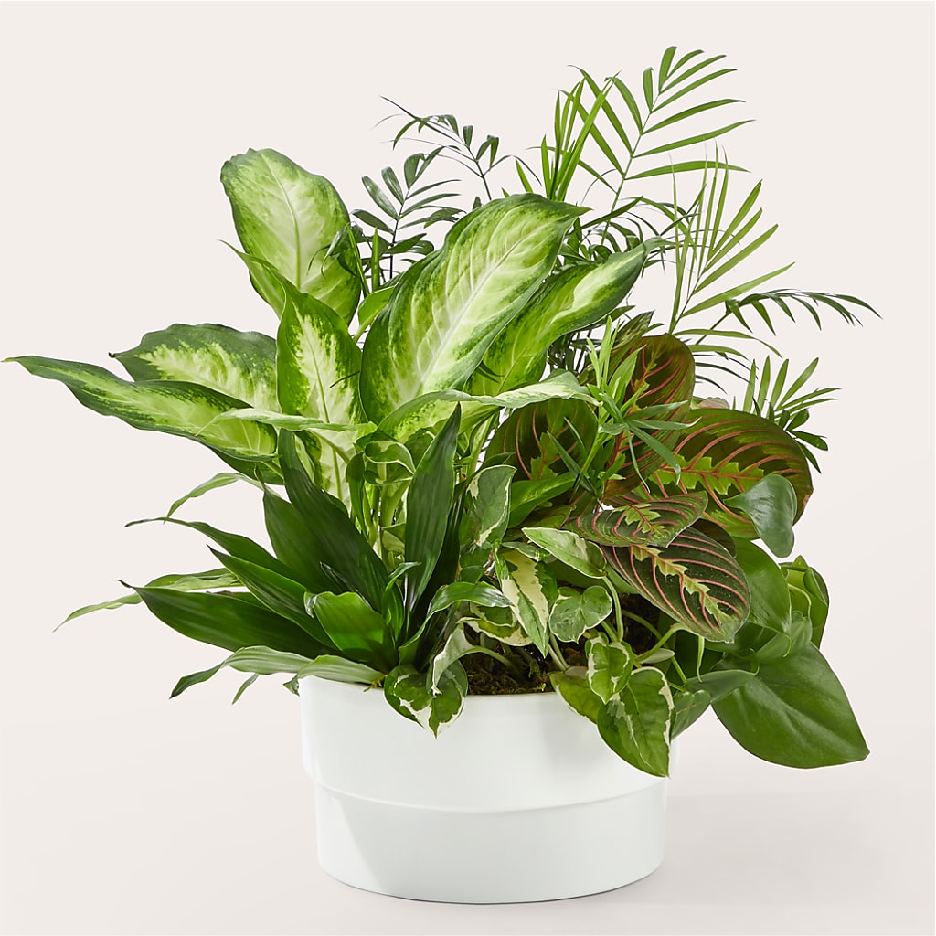 Radiating Positivity Dishgarden – Rhonda Wolke Designs, Ottawa OH