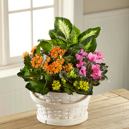 Color Crush Dishgarden –  Rhonda Wolke Designs, Ottawa OH