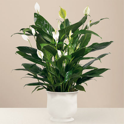 Comfort Planter –  Rhonda Wolke Designs, Ottawa OH