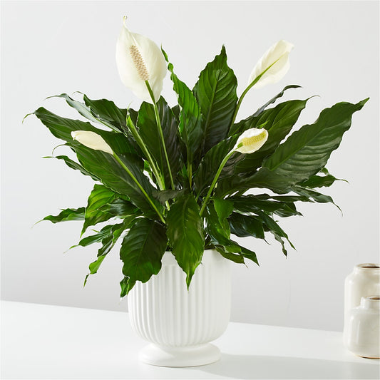 Comfort Planter –  Rhonda Wolke Designs, Ottawa OH