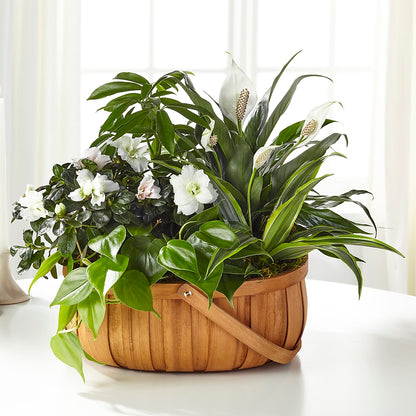 Serene Dishgarden –  Rhonda Wolke Designs, Ottawa OH
