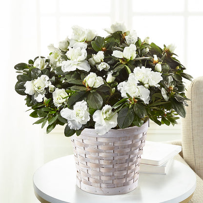 White Azalea Plant –  Rhonda Wolke Designs, Ottawa OH