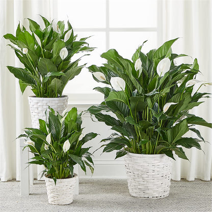 A New Leaf Peace Lily –  Rhonda Wolke Designs, Ottawa OH
