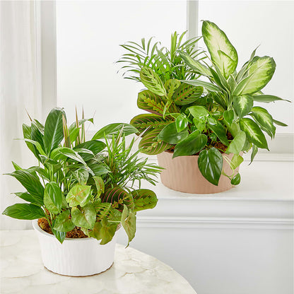 Balance & Harmony Dishgarden –  Rhonda Wolke Designs, Ottawa OH