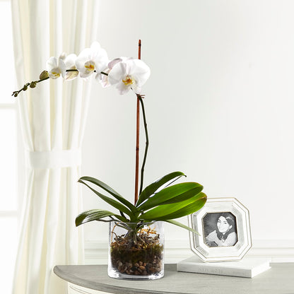 White Orchid Planter –  Rhonda Wolke Designs, Ottawa OH